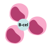 B-cell nieuw.png
