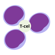 T-cell nieuw.png