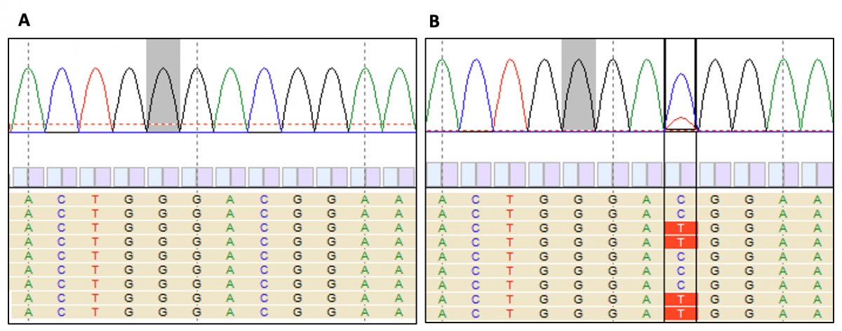 DNA