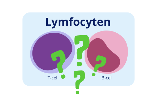 CLL uitgelegd - lymfocyten